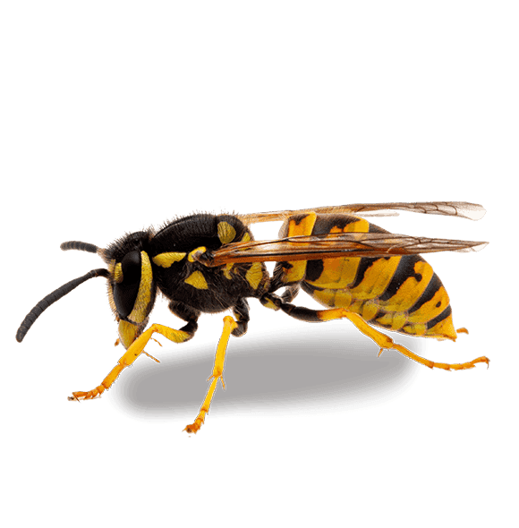 a wasp 