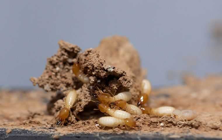 termites inside a facility