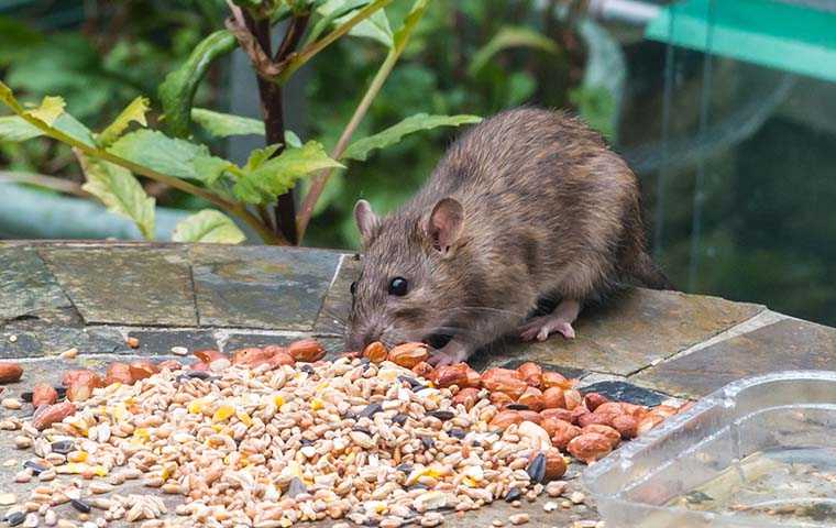 a norway rat stealing seeds