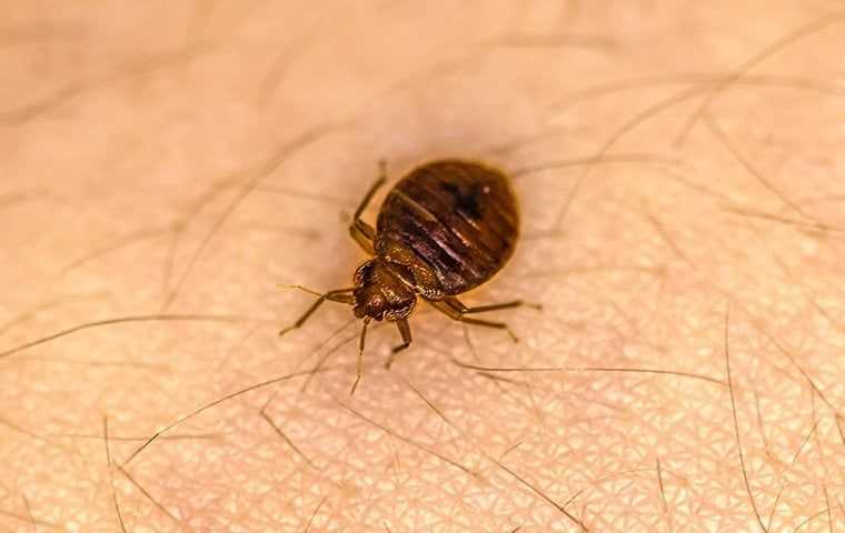 a bed bug on a person