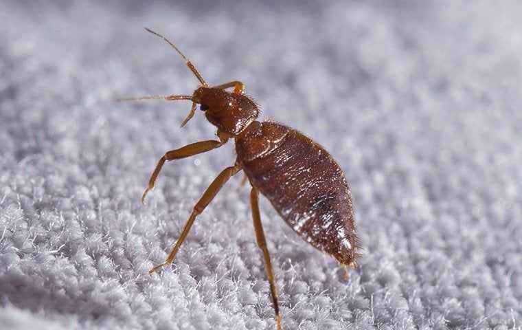 a bed bug crawling in a home