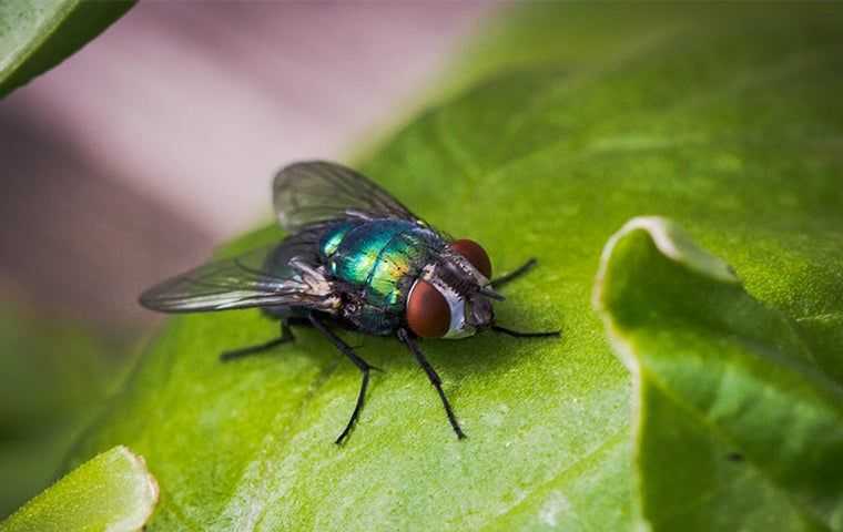 a fly on a green leaf