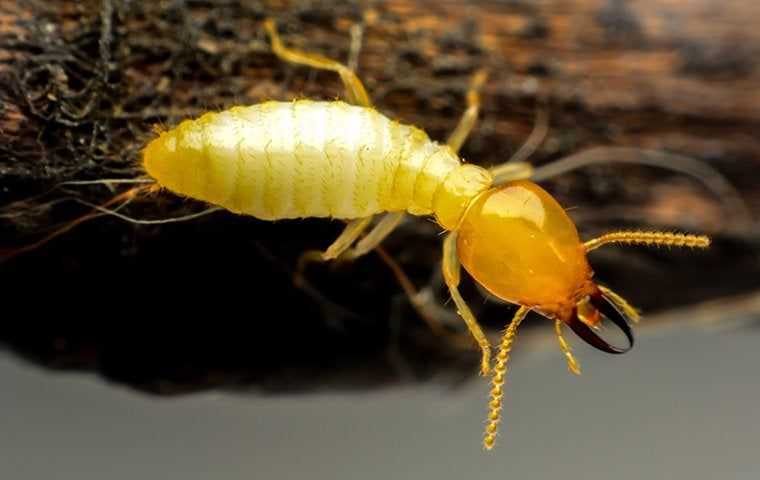 big yellow termite