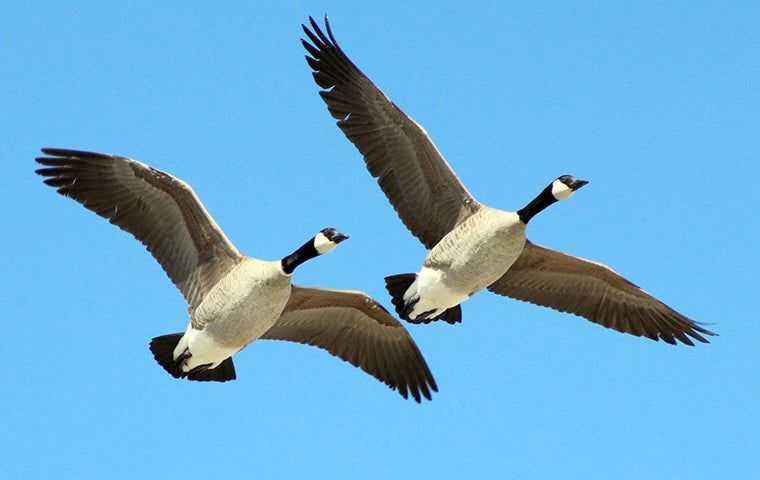 two geese flying