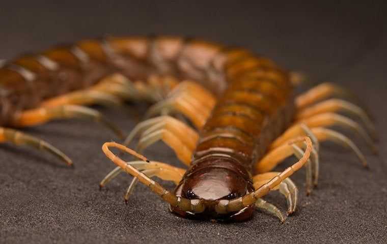 centipede up close