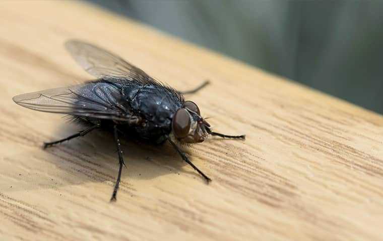 a fly up close in a home