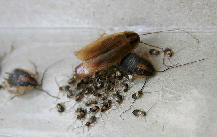 cockroaches in a kitchen