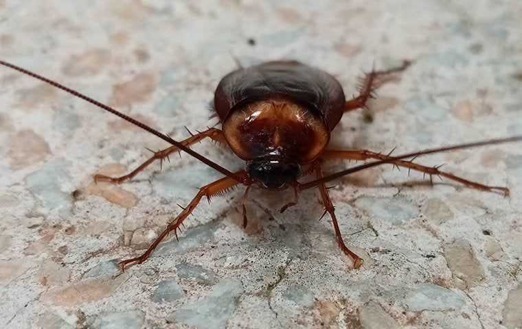 an american cockroach right up close