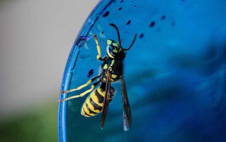 wasp in a blue glass