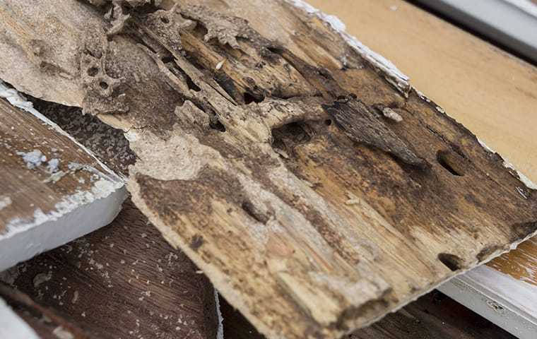 termite damage found in a home