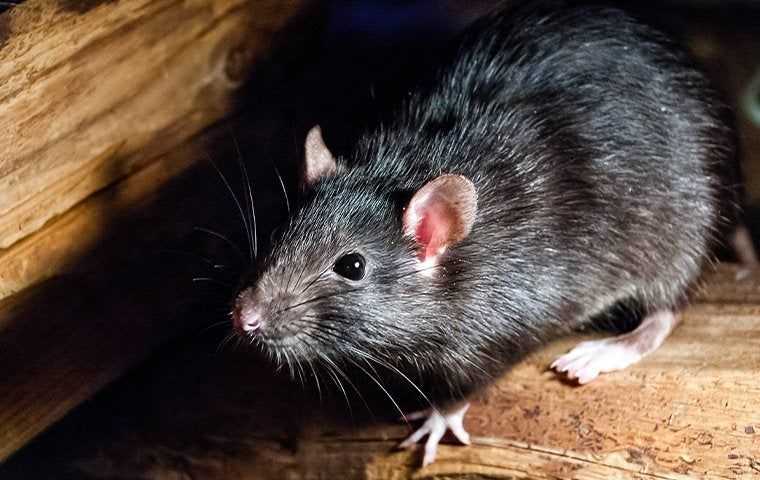 close up of a roof rat
