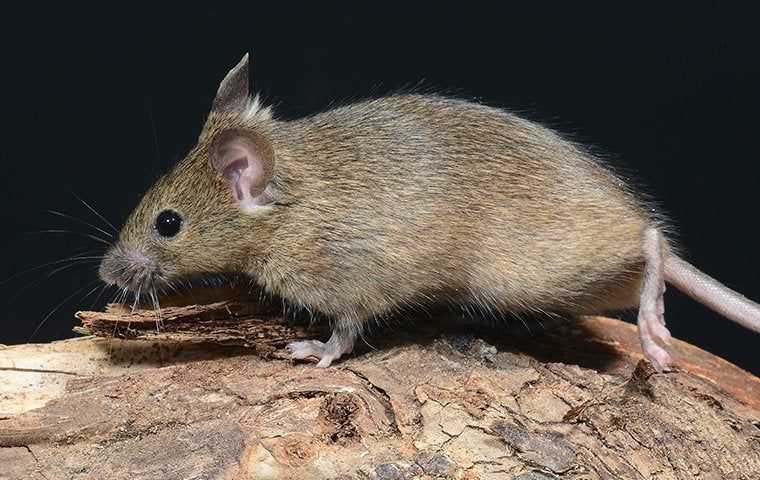 House mouse on wood