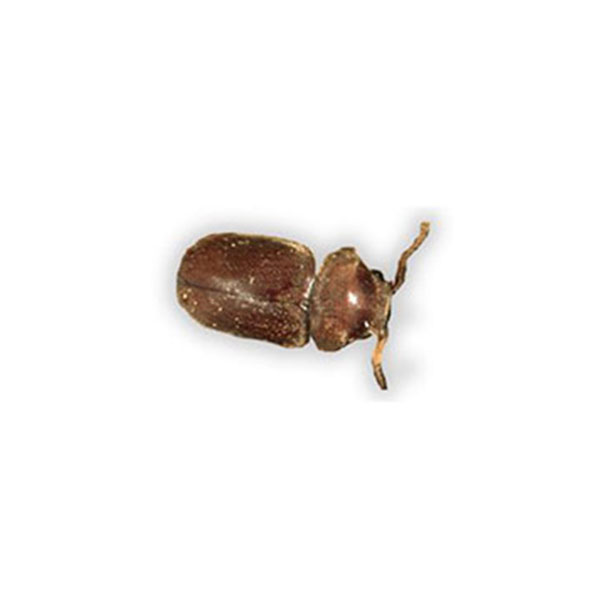 Cigarette Beetle isolated against a solid white background.