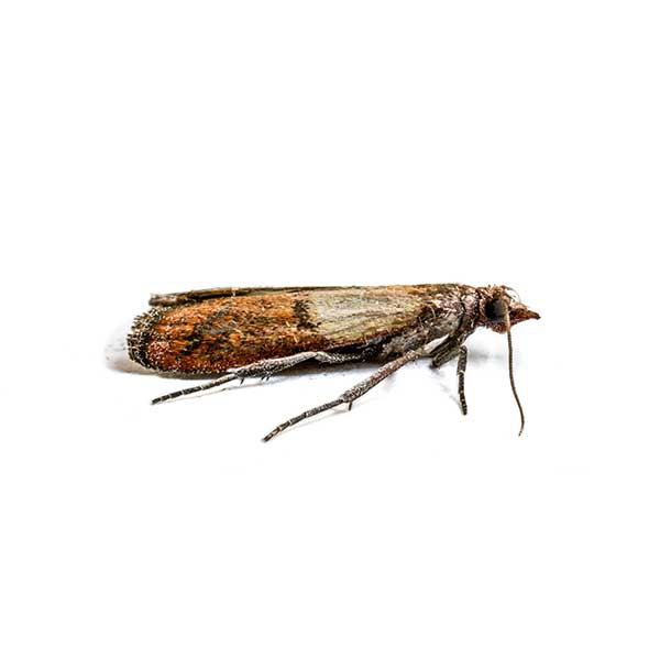 Indian Meal Moth up close against a white background.