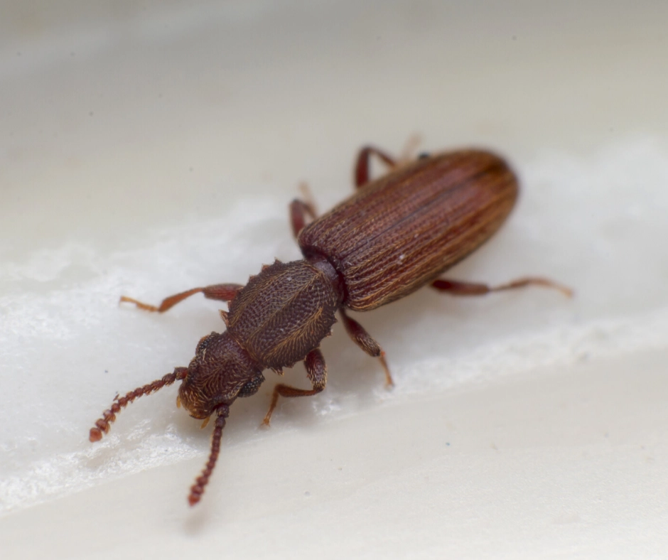 Merchant Grain Beetle up close against a grey background of a commercial buildings floor.
