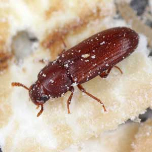 Red Flour Beetle closeup as it crawls against the crumbs of a white food.