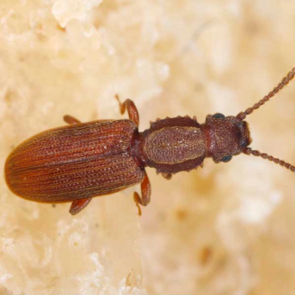 Macro closeup of a Sawtoothed Grain Beetle crawling across a brown/tan grain based food.