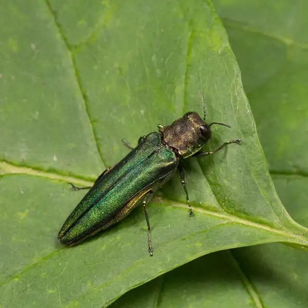 Bug on a leaf. 