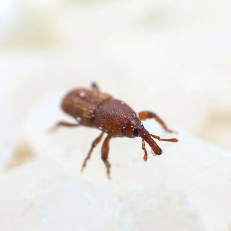 Rice Weevil macro closeup against a white commercial kitchen counter.