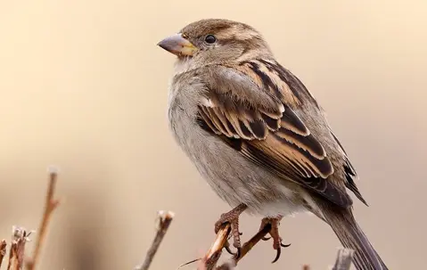 a little sparrow on a bush