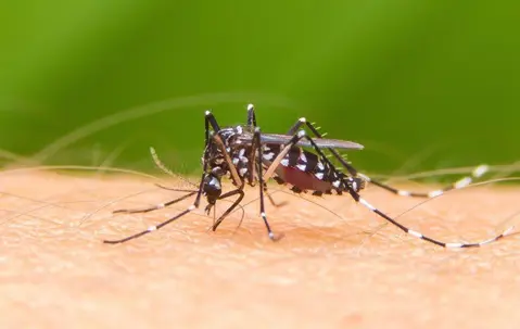 mosquito on a person
