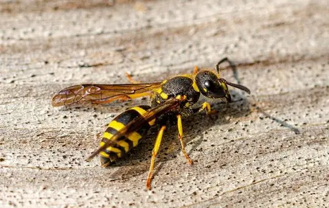 yellow jacket in louisville