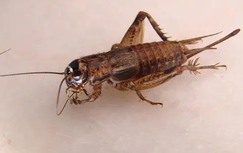 Camel Cricket on a white background