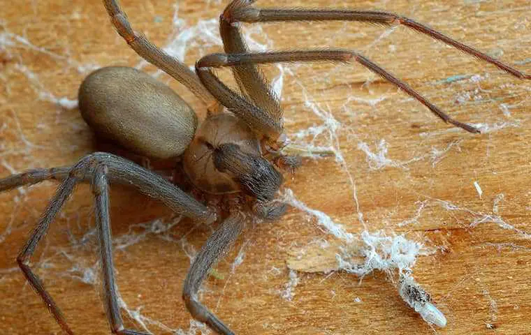 Brown recluse sitting in a web