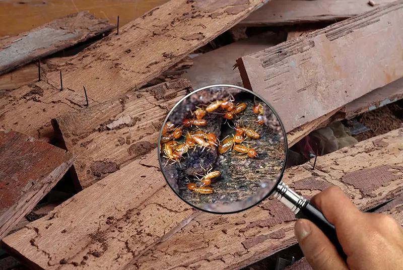 Homeowner holding a magnifying glass to reveal termites in home. Termite colonies can comprise several thousand members, but Action Pest Control can help. Contact us today for your termite control needs in Indiana, Illinois and Kentucky.