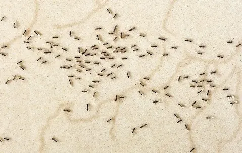 ants invading a home