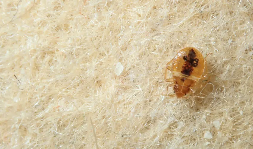 Bed Bug Closeup in Bedding