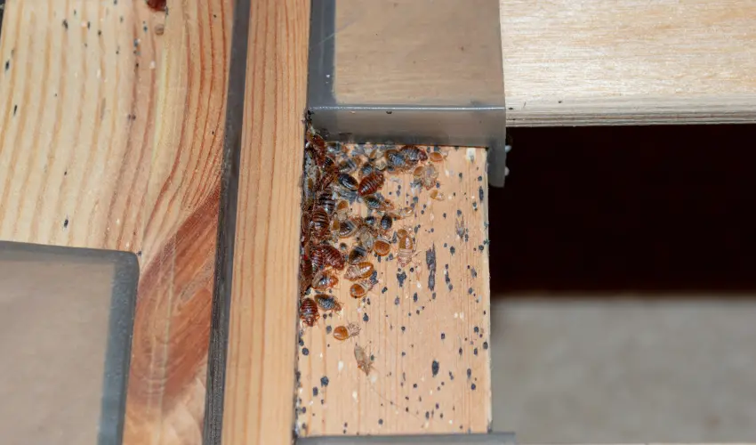 Bed Bugs in Bed Frame