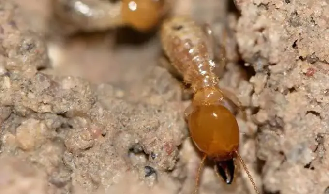 Closeup of subterranean termites underground