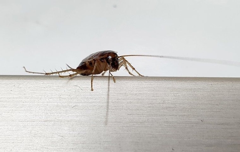 a cockroach in a home