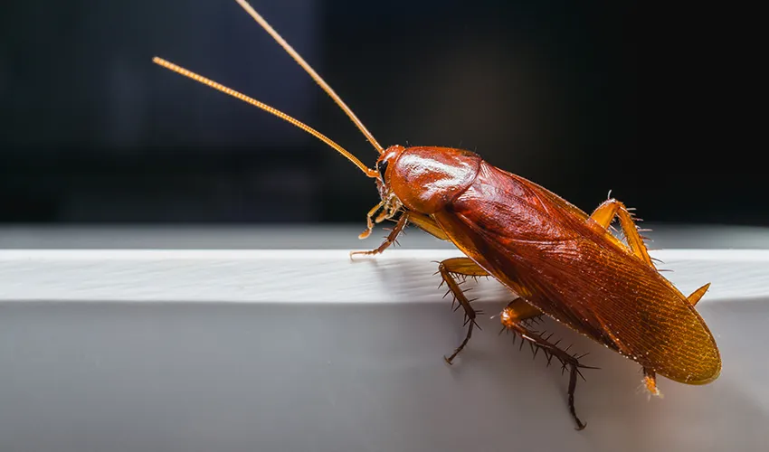 Close-up of a brown cockroach with long antennae and spiny legs crawling on a white surface against a dark background