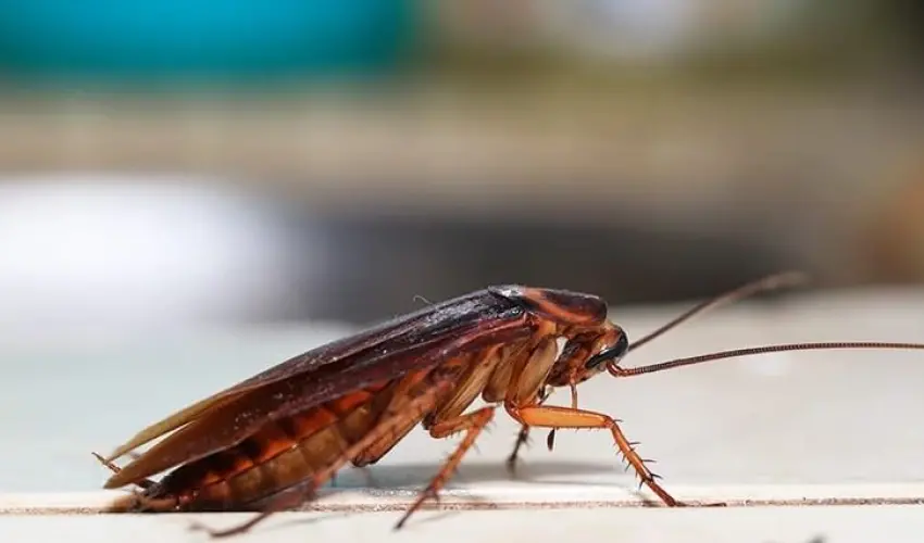 Types of Cockroaches