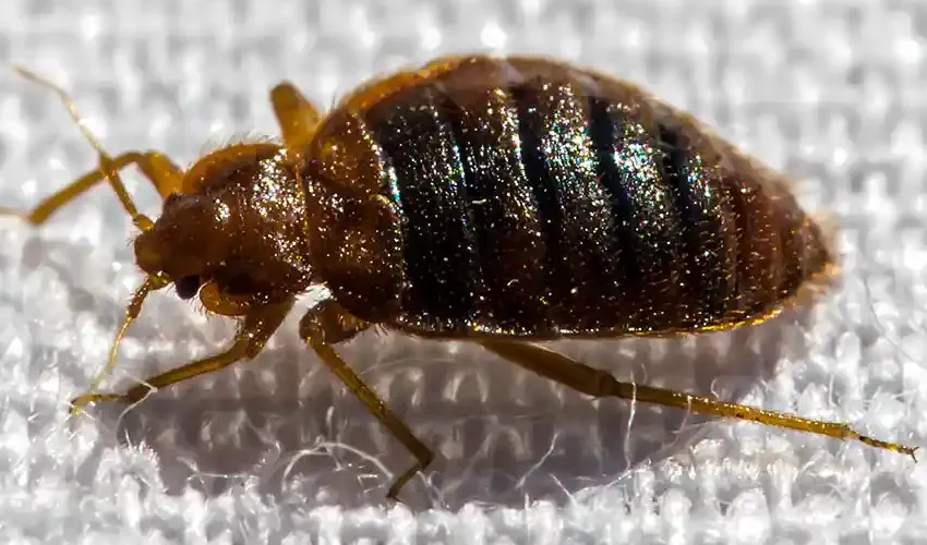 close up of a bed bug on a carpet surface