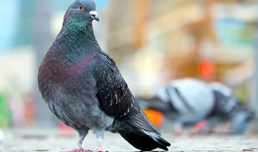 A close-up of a pigeon standing on a city street.
