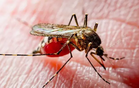 a hungry mosquito