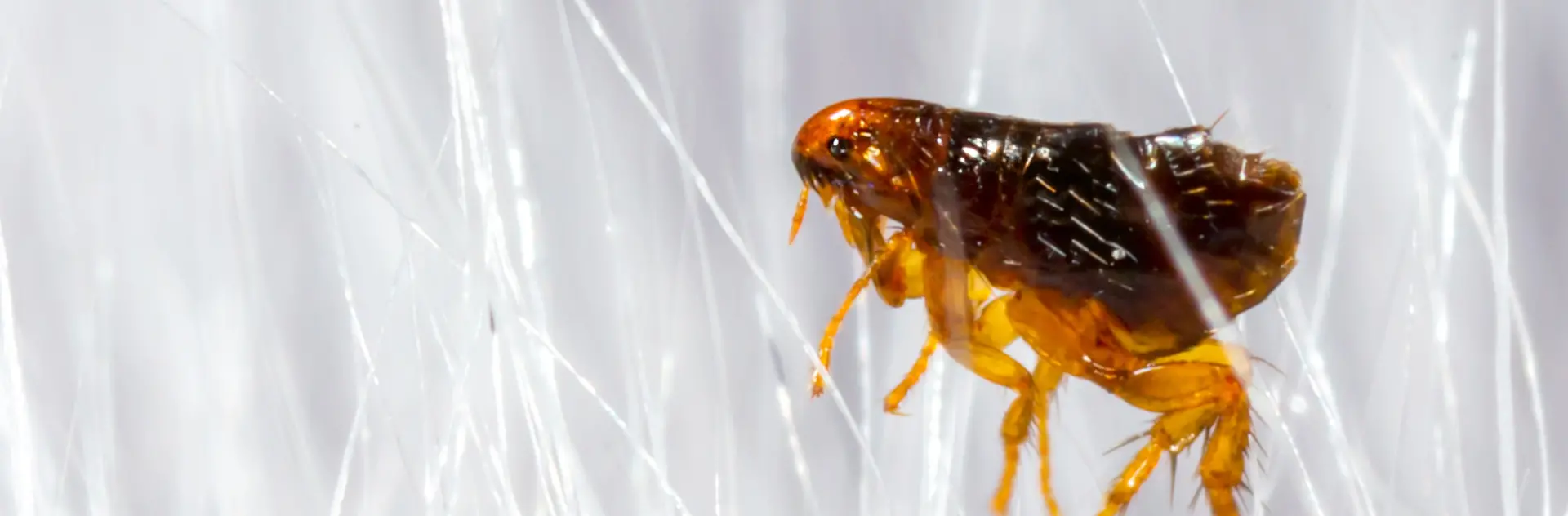 Flea R Flea Removal Services | Flea Control & Prevention