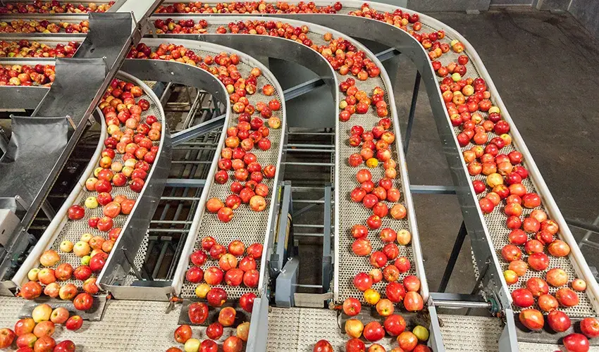 Apples being sorted on a conveyor belt system in a food processing facility