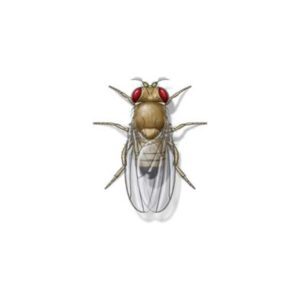 Fruit fly against a white background - Keep fruit flies out of our home with Action Pest Control in Indiana, Illinois & Kentucky
