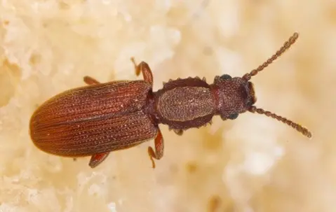 a flour beetle on bread