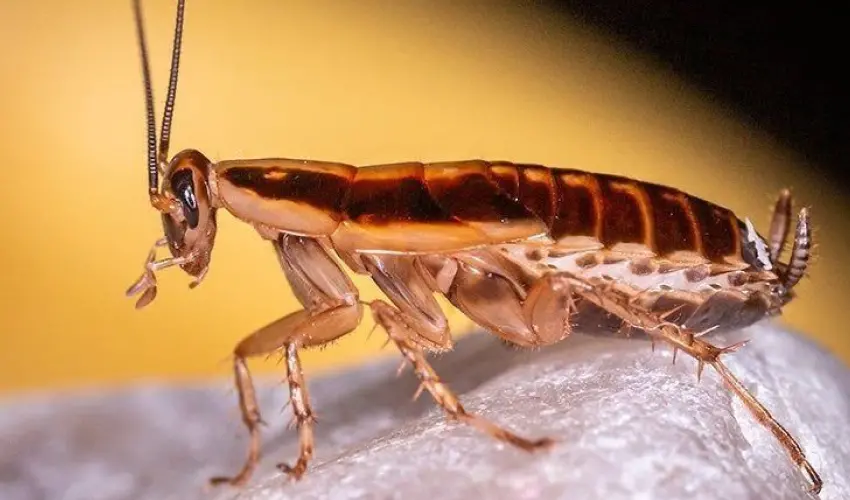 German Cockroaches Cause Many Issues. Contact Action Pest to eliminate them today.
