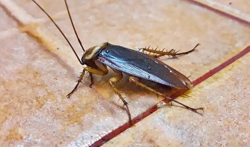 Home cockroach infestation