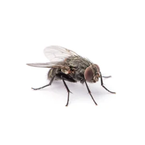Close up of a house fly - fly control services with Action Pest Control in Indiana, Illinois & Kentucky