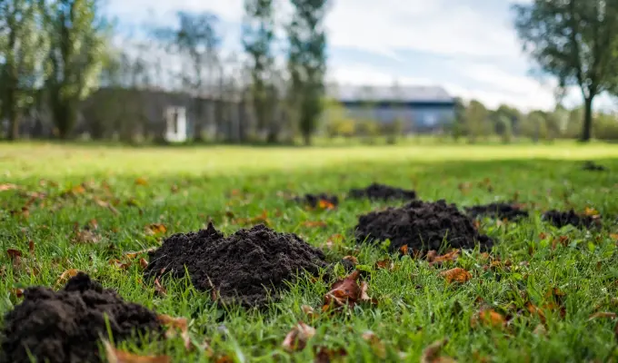 Mole Hill in Residential Yard