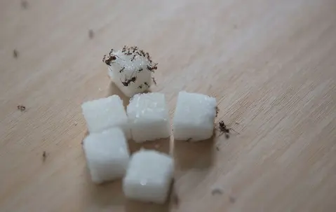 ants on sugar