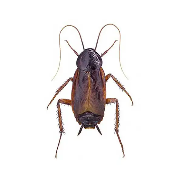Oriental cockroach against a white background - Keep cockroaches out of your home with Action Pest Control in Indiana, Illinois & Kentucky