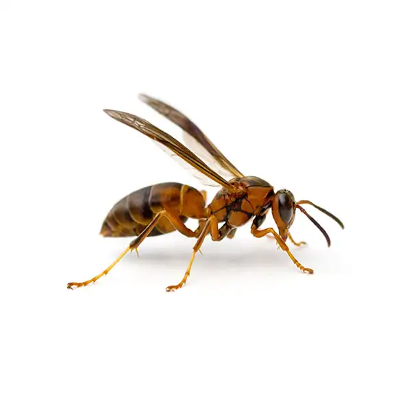 Paper wasp against a white background - Keep paperwasps away from your home with Action Pest Control in Indiana, Illinois & Kentucky